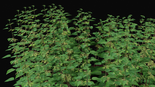 Stinging Nettle, Urtica dioica preview image